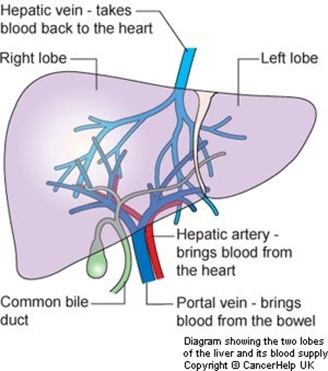 <p>- Hepatic artery</p><p>- Hepatic portal vein</p>