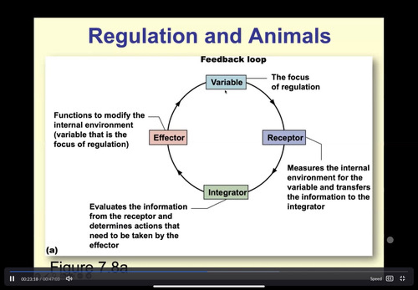 <p>maintenance of a relatively constant internal environment in a varying external environment</p><p>--------------------</p><p>depends on negative feedback</p><p>- whenever conditions deviate from the normal state the set point, mechanisms engage to restore the system to that state</p>