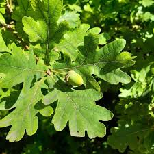 <p>White oak</p>