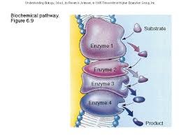 Begins with a specific molecule(s), which is then altered in a series of defined steps, resulting in a certain product(s). Each step in the pathway is catalyzed by a specific enzyme.