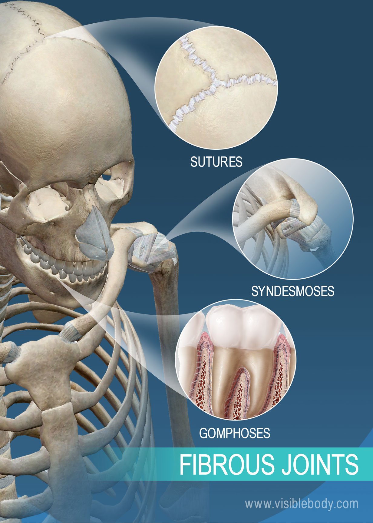 <ul><li><p>Contains lots of dense, fibrous connective tissue</p></li><li><p>No joint cavity</p></li><li><p>Connect bones that don’t require a lot of movement</p></li><li><p>Three types: sutures (found only in skull), syndesmoses (found where bones are connected only by ligaments), and gomphoses (found only in mouth)</p></li></ul><p></p>