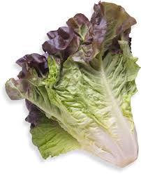 <p>Lettuce red leaf</p>