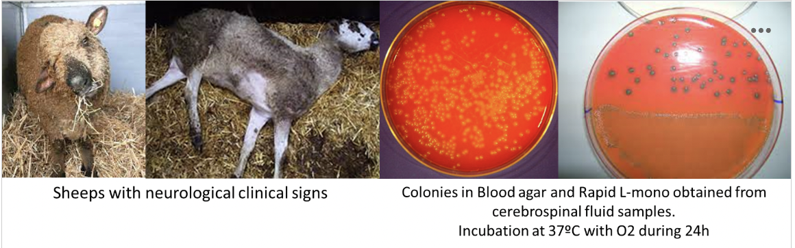 <p>Indicate the possible etiological agent considering these clinical signs and these colonies.</p><p>A. Ingestion of Aflatoxins</p><p>B. Ingestion of Penitrem A</p><p><em>C. Listeria monocytogenes</em></p><p><em>D. Clostridium botulinum</em></p><p></p>