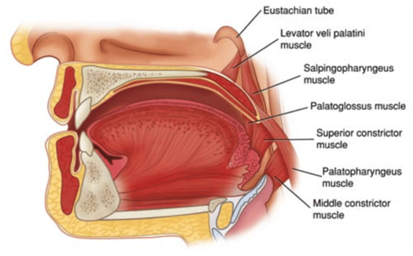 <p>Pharyngeal branch of Vagus Nerve (CN X) via pharyngeal plexus</p><p>4th pharyngeal arch!</p>