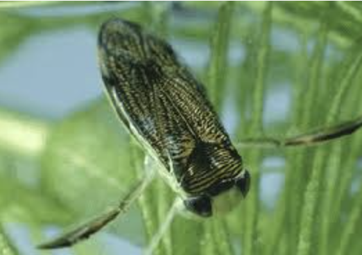 <p>importance: C5, pollutant tolerant</p><p>ecology: eaten by fish, insects, primary consumers</p><p>life: IM</p><p>feeding: herbivorous, plants, algae, detritus</p><p>*darker than backswimmers, swim right-side up</p>