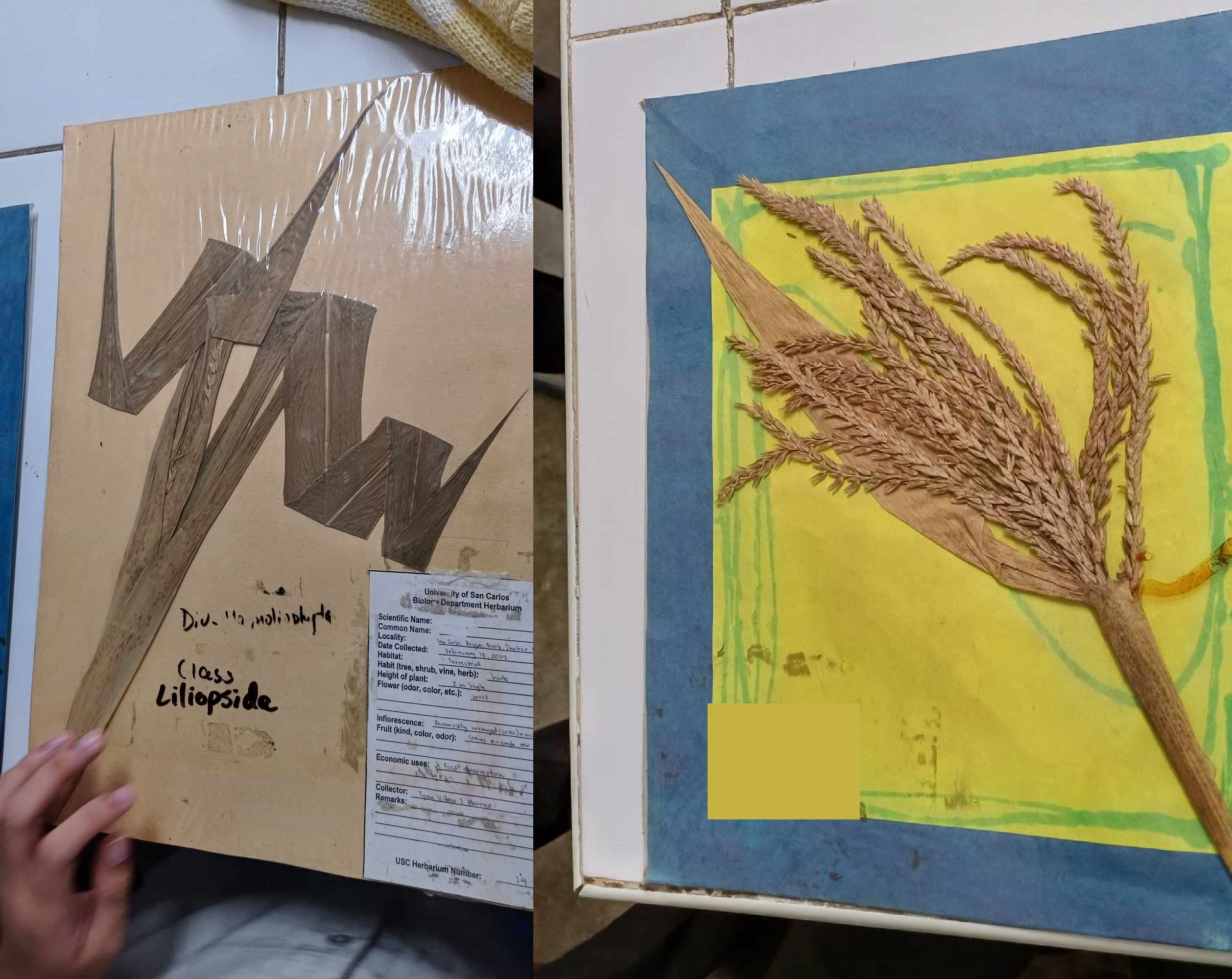 <p>Poaceae; corn</p>