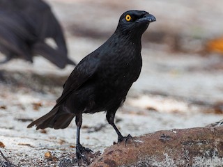 <p>Micronesian Starling</p>