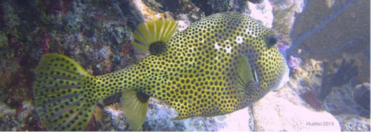 <p>Spotted Trunkfish</p>