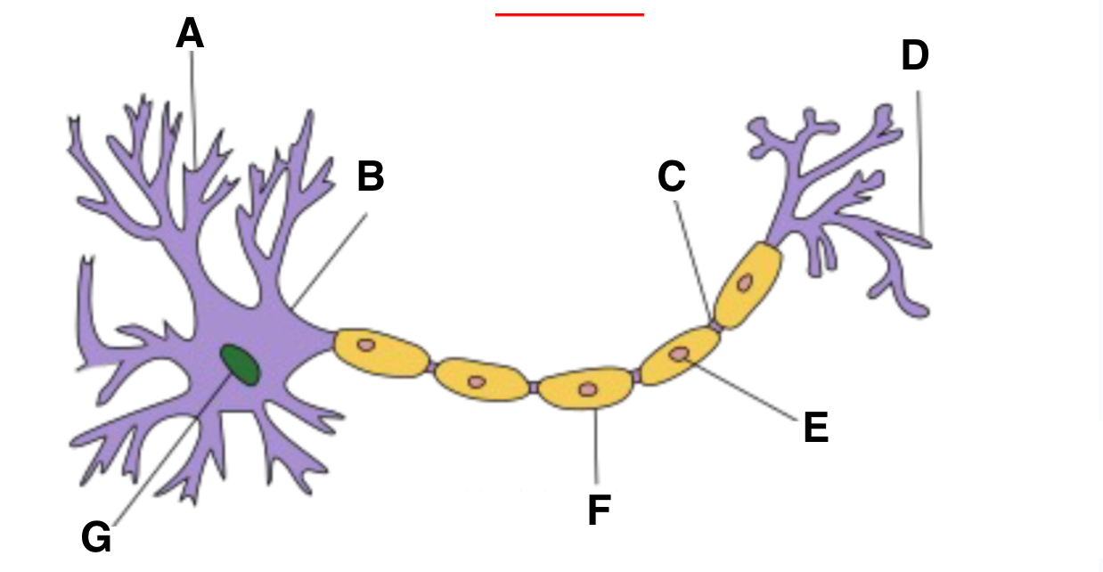 <p>C? </p>