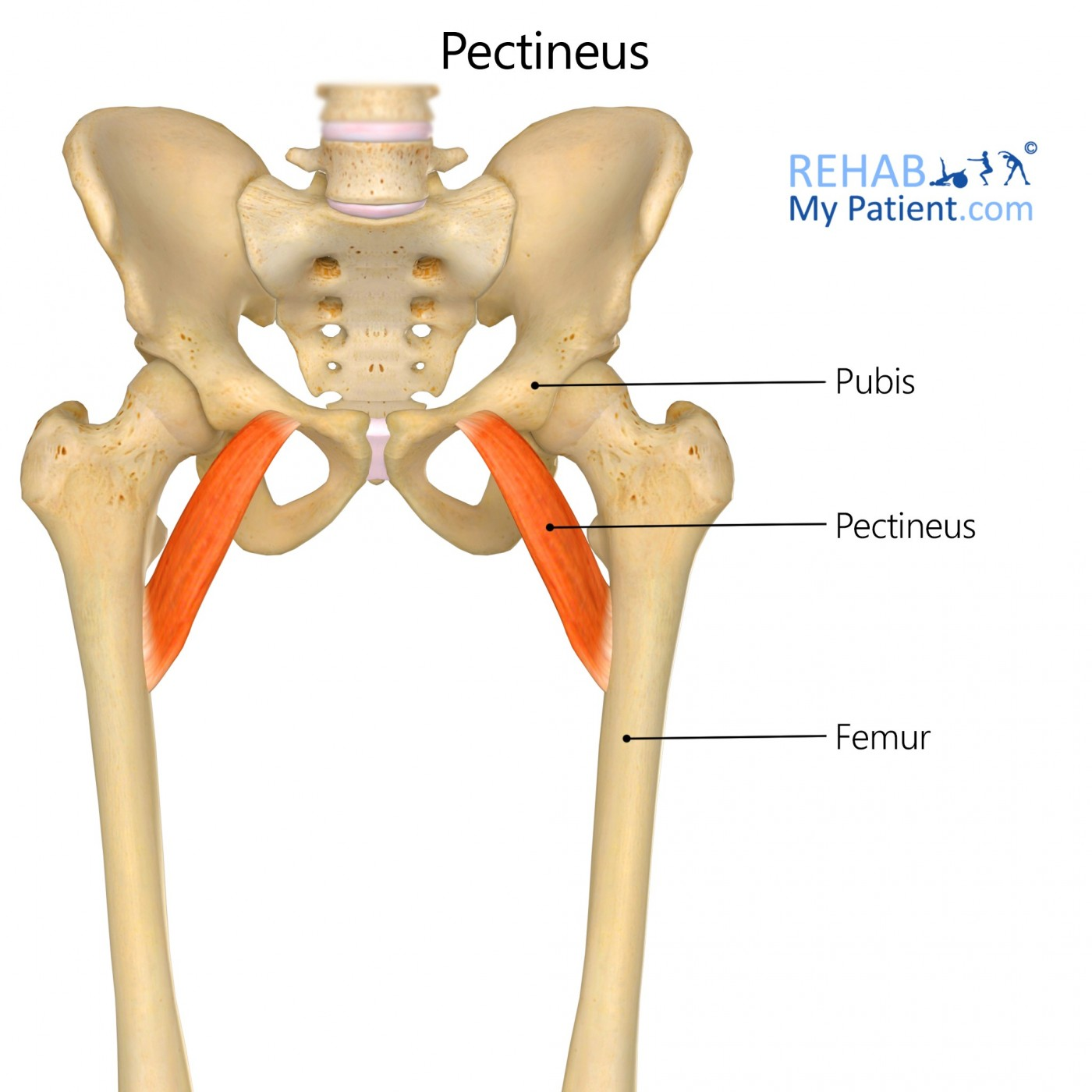 <p>O: Pubis Bone</p><p>I: pectineal line</p><p>A: adduct and flex thigh&nbsp;</p>