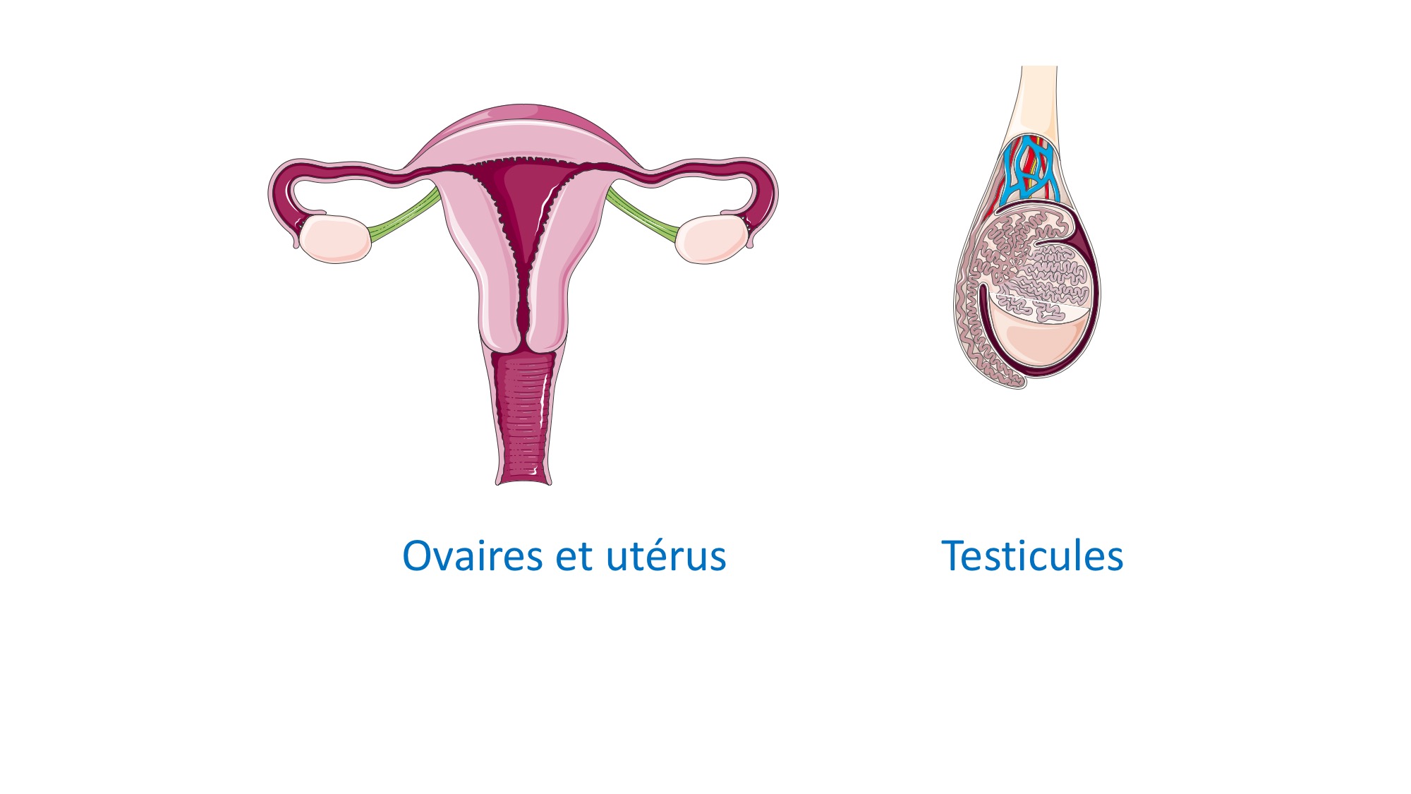 <p>Reproductive organs; include ovaries and testes</p>