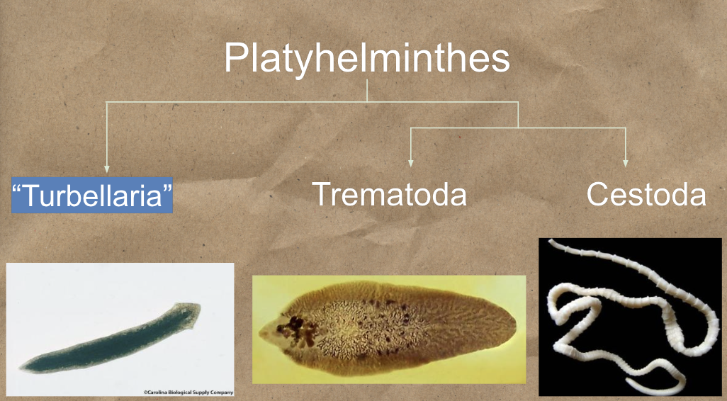 <ul><li><p>Turbellaria</p></li><li><p>Trematoda</p></li><li><p>Cestoda</p></li></ul><p></p>