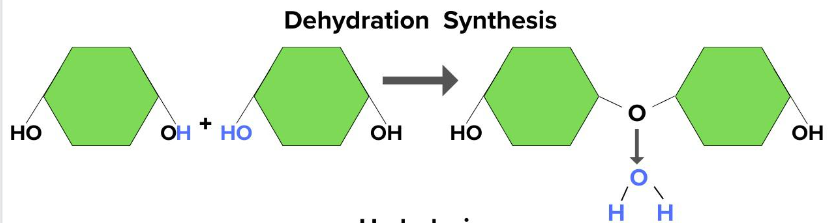 <p>Removal of a water molecule (H and OH) forms a bond joining reactant molecules making a bigger molecule+water</p><p>joining monomers</p>
