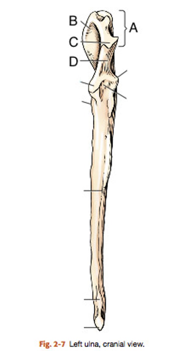 <p>on the proximal end of the olecranon of the ulna; grooved cranially and rounded caudally</p><p>(B)</p>