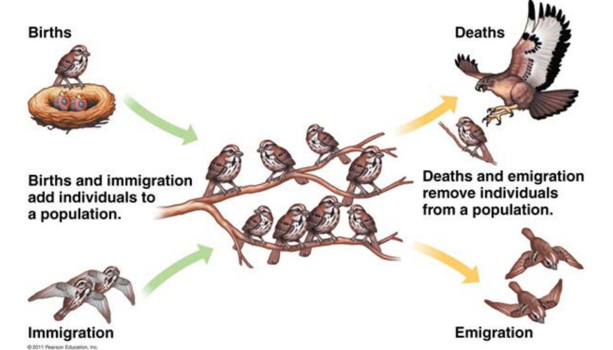 <p>PG = (births – deaths) + (immigration – emigration)  Birth rate= births per 1000 per year  Death rate= deaths per 1000 per year  Immigration= movement of individuals into the population  Emigration= movement of individuals out of the population</p>