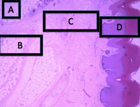 <ol><li><p>identify each structure</p></li></ol><p></p>