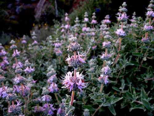 <ul><li><p>Salvia leucophylla</p></li><li><p>CSS</p></li></ul>