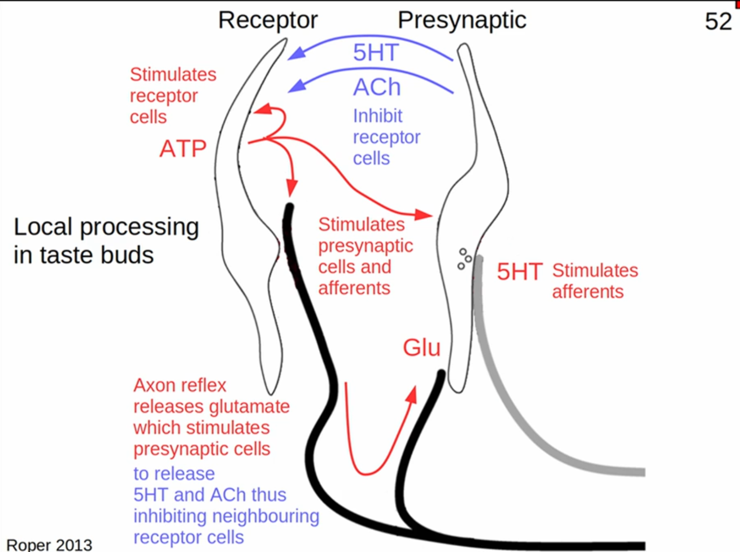 <p>Receptor cells release ATP which stimulates both Presynaptic cells and free afferents</p><p>Afferent axon releases glutamate to stimulate the presynaptic cells</p><p>Presynaptic cells release 5-HT and ACh to inhibit receptor cells</p>