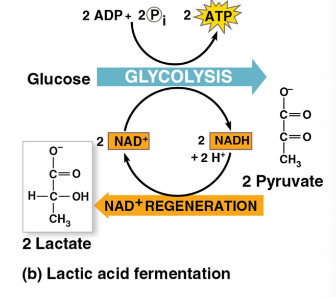 <ul><li><p>in the absence of oxygen, pyruvate produced from glycolysis can be reduced to lactic acid</p></li><li><p>enables NAD<sup>+</sup> regeneration</p></li><li><p>the NAD<sup>+</sup> can then be reduced in glycolysis, and ATP is still synthesized in small amounts for use by the cell</p></li></ul><p>Glucose + 2 ADP + 2 P<sub>i</sub> → 2 lactic acid + 2 ATP + 2 H<sub>2</sub>O</p><p></p>