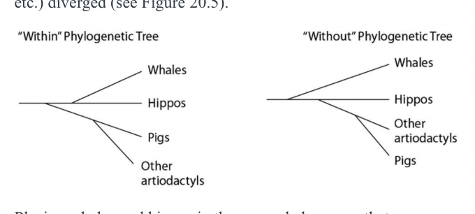 <p>Traditionally, whales and hippopotamuses have been classified <span>in different orders, the Cetacea and the Artiodactyla, respectively. Recent molecular evidence, however, indicates that the whales' closest living relatives are the hippos. This has caused some zoologists to lump the two orders together into a single clade, the Cetartiodactyla. There is no consensus on whether the Cetartiodactyla should be accorded order status or superorder status. This is because it remains unclear whether the whale lineage diverged from the lineage leading to the hippos before or after the other members of the order Artiodactyla (pigs, camels, etc.) diverged (see Figure 20.5).</span></p><p><span>Placing whales and hippos in the same clade means that </span></p>