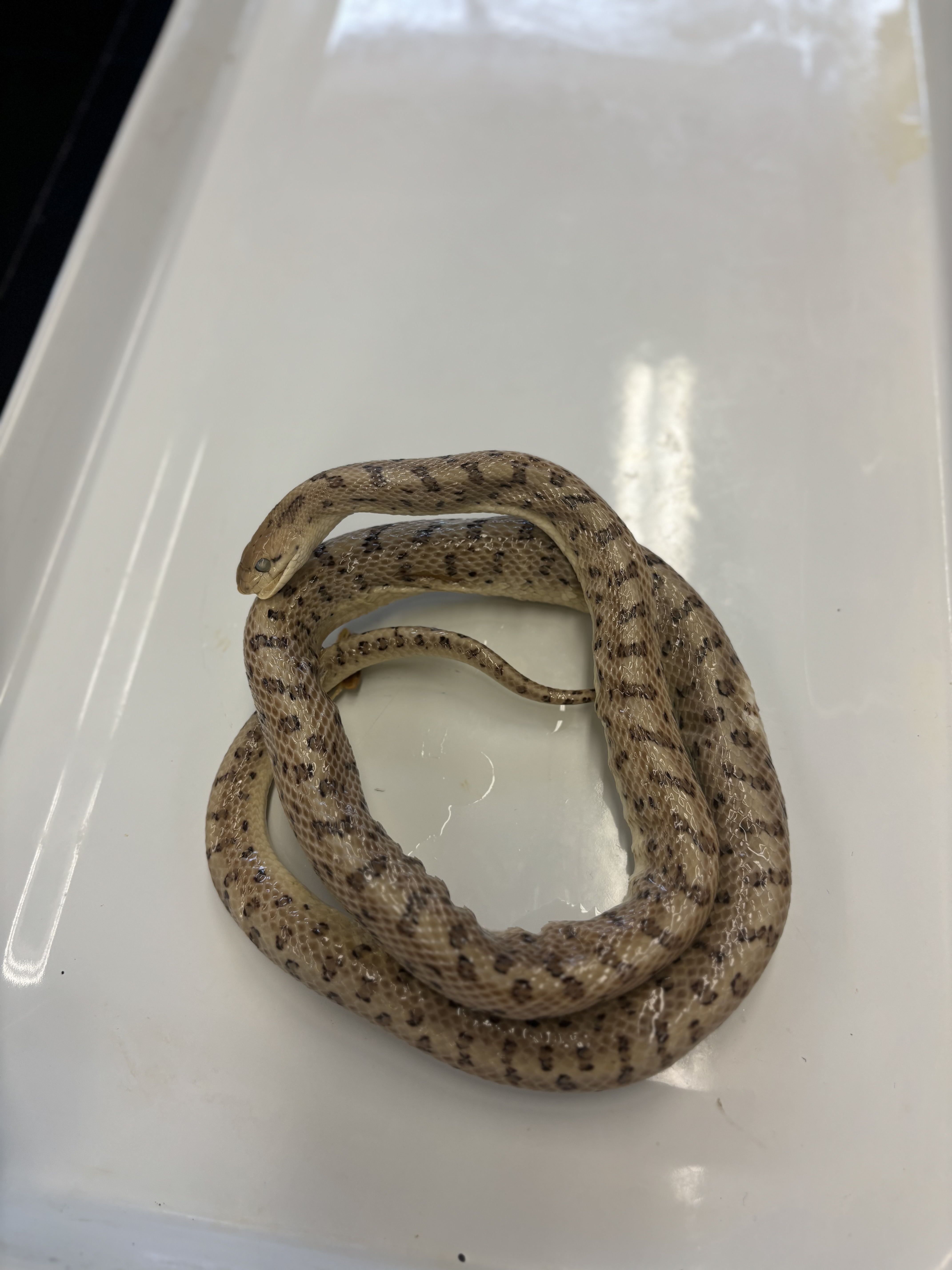 <p>Arizona elegans</p>