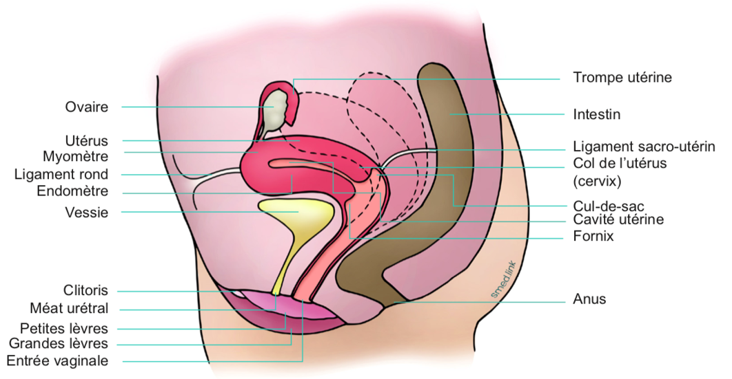 <p>Creux/jonction entre le col de l’utérus (cervix) et la fin du vagin.</p>