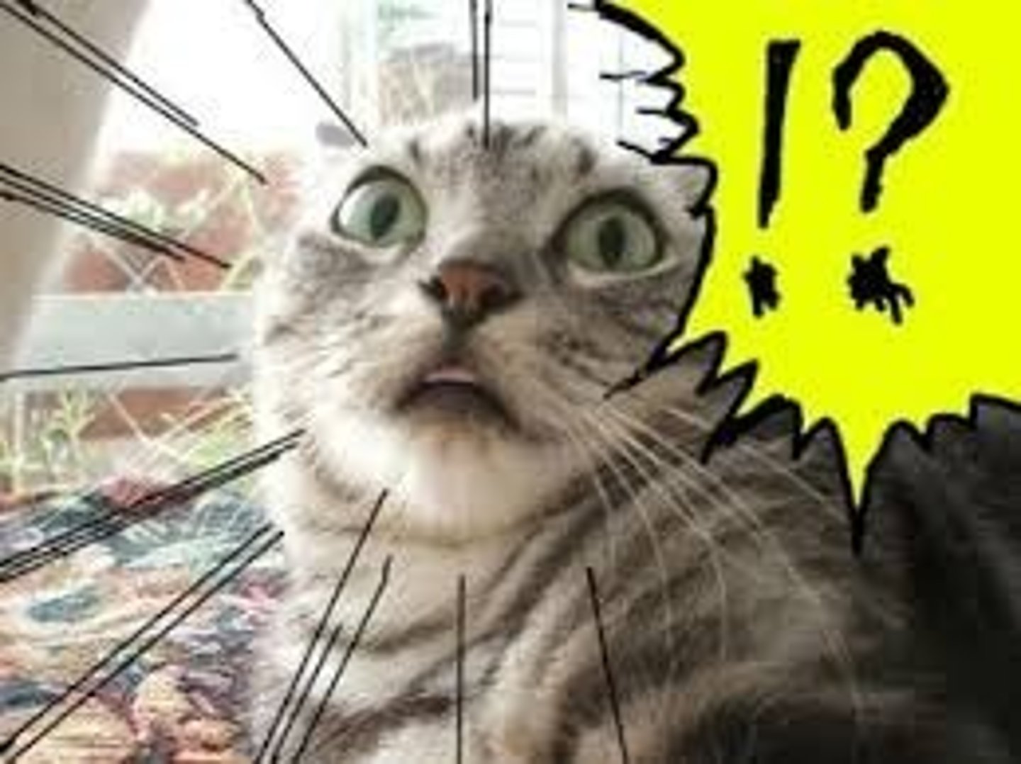 <p>to be startled</p>