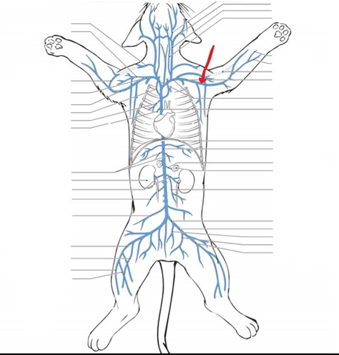 <p>identify the vein</p>