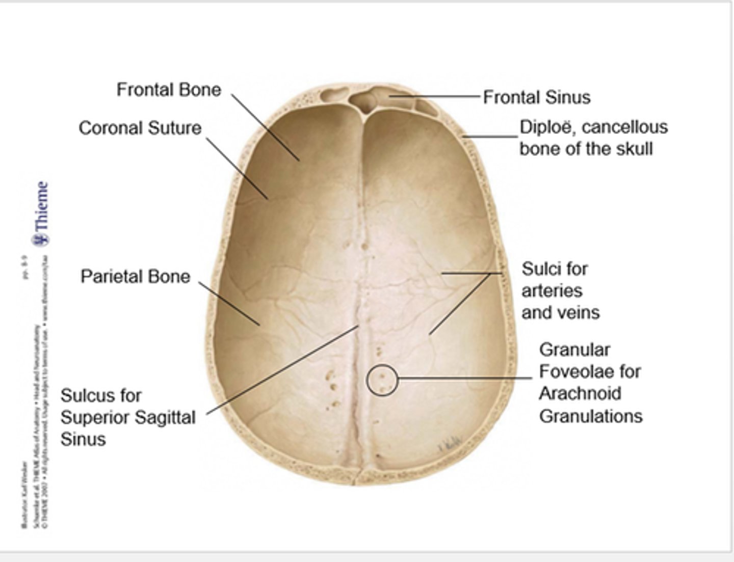<p>a long, shallow groove on the internal surface of the skull bones that runs along the midline</p>