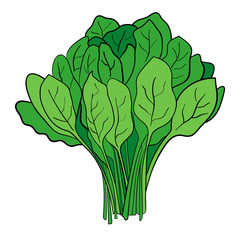 <p>Spinach</p>