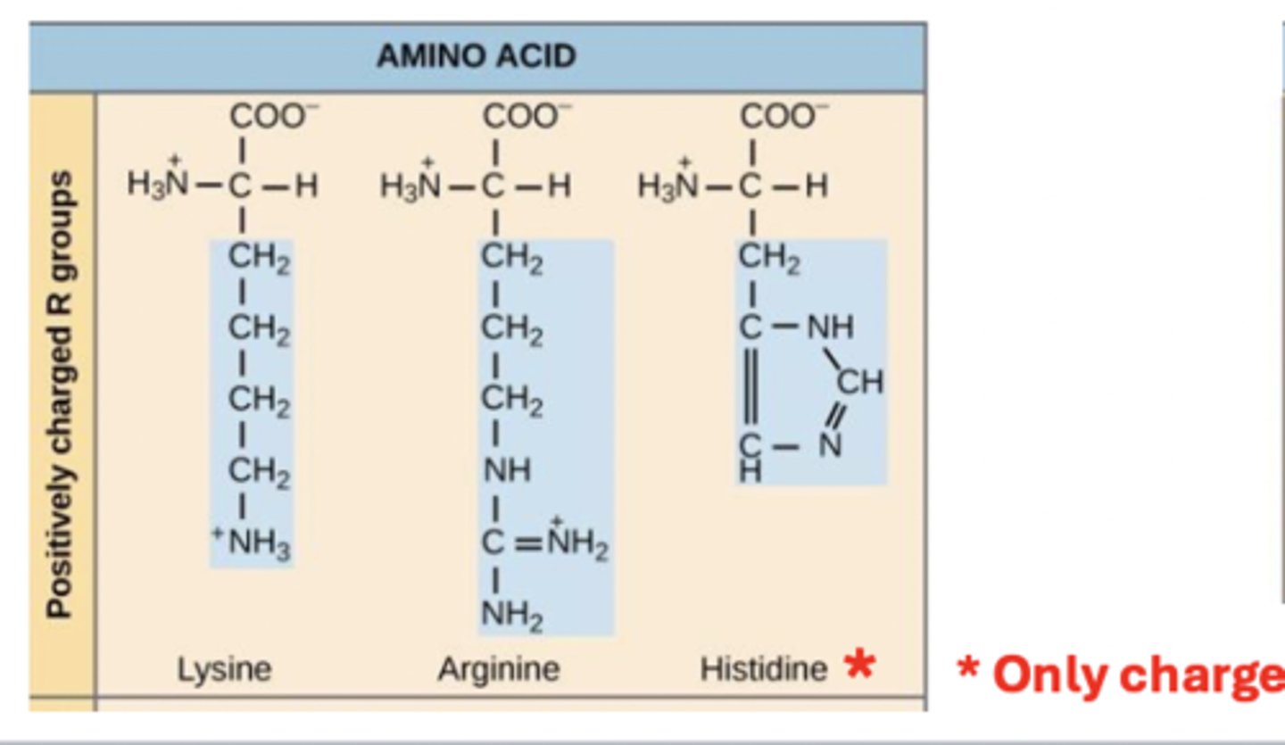 <p>positively charged (basic)</p><p>side chain contains amine group</p><p>*Histone only charged when pH is ~6.1 or below</p>