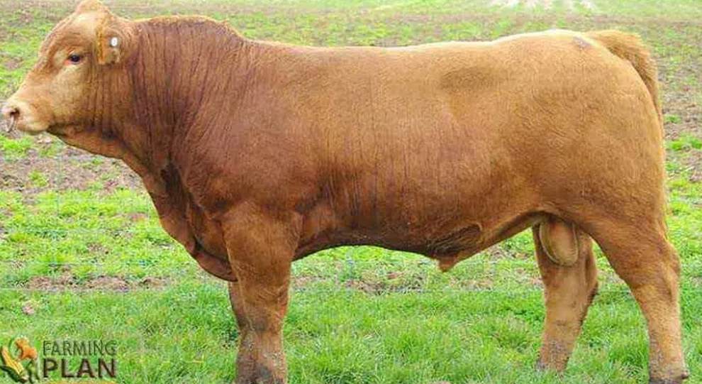 <p>What breed is this?</p><ul><li><p>Continental</p></li><li><p>From Germany/Austria</p></li></ul><p></p>