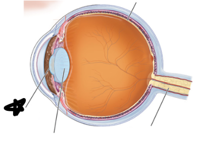 <p>hole at the center of the iris</p>