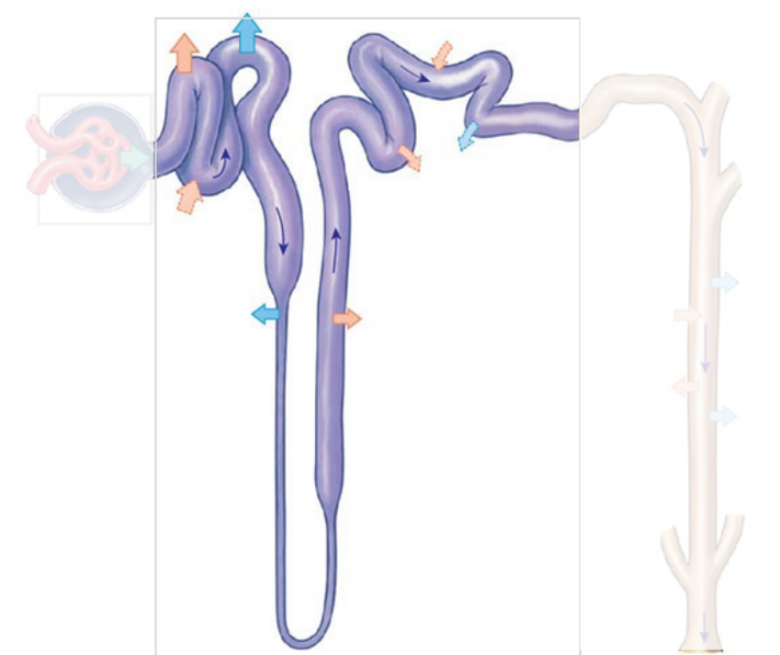 <p><span style="color: #080808">Where the components of the filtrate are altered (via secretion and absorption)</span><span style="color: #080808"><br></span><span style="color: #080808">• Site of filtrate modification</span></p>