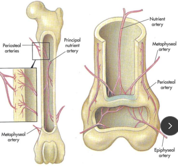<ul><li><p><span style="background-color: transparent;"><strong><span>Proper Nutrient artery</span></strong><span>: medullary cavity (30%), inner 2/3 cortical bone (70%)</span></span></p><ul><li><p><span style="background-color: transparent;"><span>Medullary circulation is mostly disrupted → fracture</span></span></p></li></ul></li><li><p><span style="background-color: transparent;"><strong><span>Metaphyseal arteries</span></strong><span>: proximal & distal metaphyseal</span></span></p><ul><li><p><span style="background-color: transparent;"><span>Hypertrophy if nutrient artery is damaged</span></span></p></li></ul></li><li><p><span style="background-color: transparent;"><strong><span>Periosteal arteries</span></strong><span>: outer 1/3 cortical bone</span></span></p><ul><li><p><span style="background-color: transparent;"><span>Primary circulation in fractures</span></span></p></li></ul></li><li><p><span style="background-color: transparent;"><strong><span>Epiphyseal arteries</span></strong><span>: supply epiphysis only (do not cross physis)</span></span></p></li></ul><p></p>