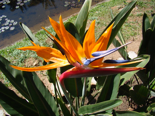 <p>Bird of Paradise (Musaceae/Streliziaceae)</p>