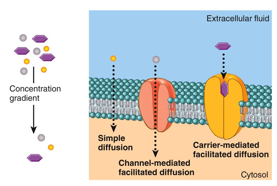 <p>Transmembrane proteins help solutes that are too polar or charged move through the lipid bilayer, will either be a carrier (glucose (and all family members) and some vitamins) or a channel (most are ion channels and some are gated: potassium)</p>