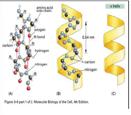 - najczęściej spotykana
- na jeden skręt helisy alfa przypada 3,6 reszt aminokwasowych
- na zewnątrz sterczą łańcuchy boczne (R)
- wiązanie wodorowe powstaje pomięzy atomem wodoru w grupie N-H a tlenem grupy C=O należącej do czwartego z kolei aminokwasu