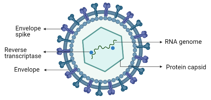 <p>HIV is a type of <strong>retrovirus</strong>, meaning it<strong><mark data-color="#510448" style="background-color: #510448; color: inherit"> contains RNA instead of DNA</mark></strong>. It weakens the immune system by targeting T-helper cells, and making people vulnerable to infections.<br><br>HIV can be contracted through bodily fluids because of sexual intercourse, blood transfusions, sharing needles; It can also be contracted from mother to child across the placenta, during birth, where blood gets mixed, and through breast milk.</p>