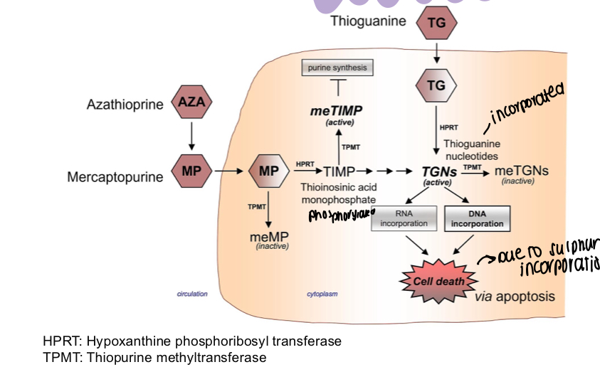 <p>Inactivates TPMT, TIMP is phosphorylated to TGNs, which when incorporating RNA and DNA leads to cell death - azathioprine stops this </p>