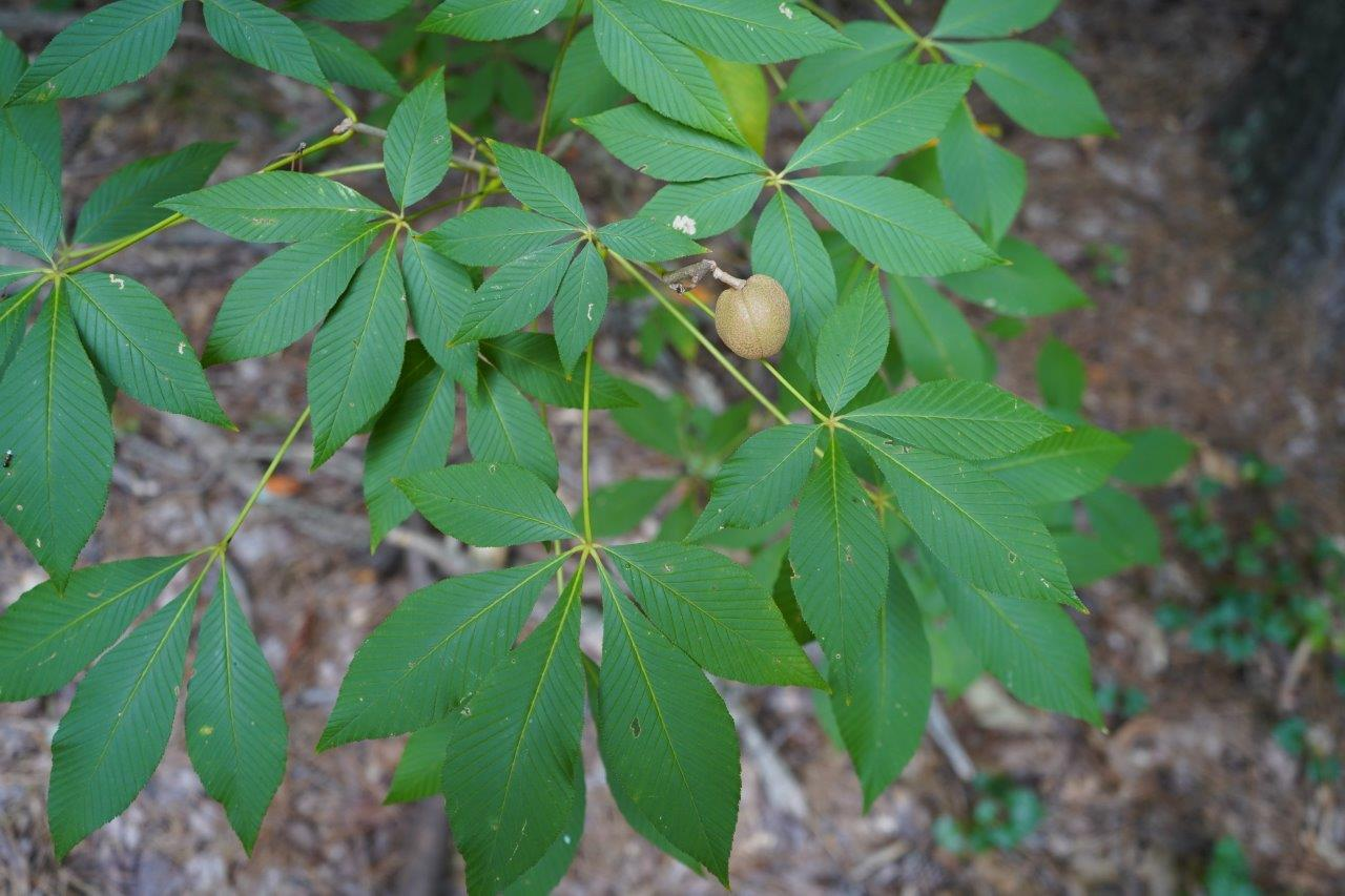 <p><em>Aesculus sylvatica</em></p>