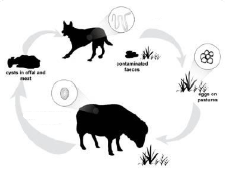 <p>life cycle of?</p>