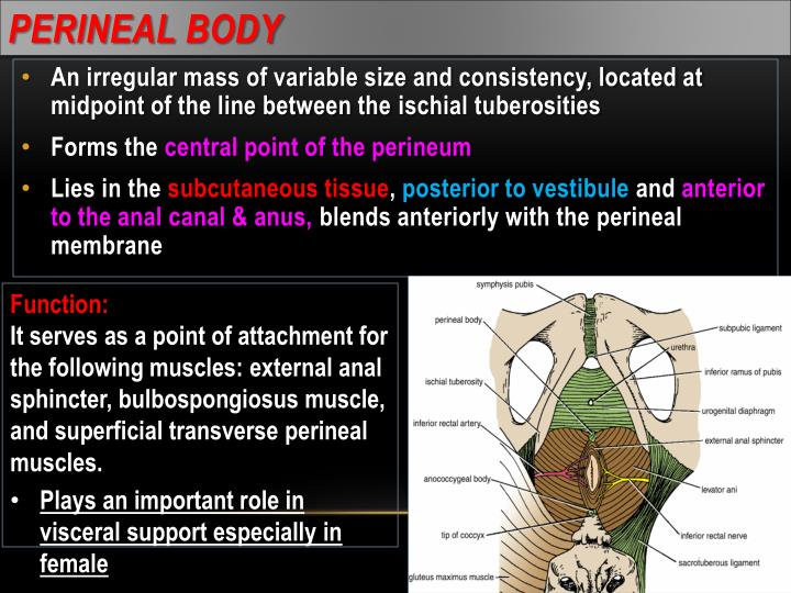 <p>C. Perineal body</p><ul><li><p class=""><strong>perineal body</strong> is a fibrous mass of connective tissue located at the center of the posterior border of the <strong>perineal membrane</strong> in females (and males).</p><ul><li><p class="">important attachment point for muscles of the pelvic floor and perineum, providing structural support</p><ul><li><p class=""><strong>frenulum</strong> is usually a fold of tissue under the tongue or associated with the clitoris/labia, not the perineal membrane.</p></li><li><p class="">The <strong>posterior labial commissure</strong> is where the labia majora meet posteriorly.</p></li><li><p class="">The <strong>anococcygeal ligament</strong> is a fibrous structure between the anus and coccyx.</p></li><li><p class="">The <strong>pubovesical ligament</strong> supports the bladder neck</p></li></ul></li></ul></li></ul><p></p>