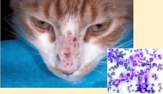 <p>What type of inflammatory cells present in the cytological sample supported the diagnosis of allergy (hypersensitivity)?</p>