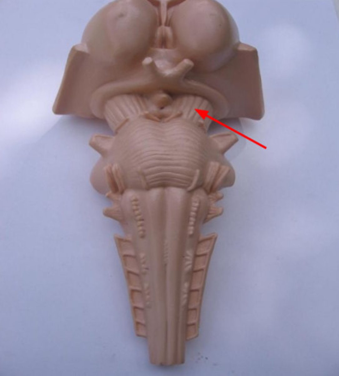 <p>- look in notes for a better view</p><p>- anterior</p>