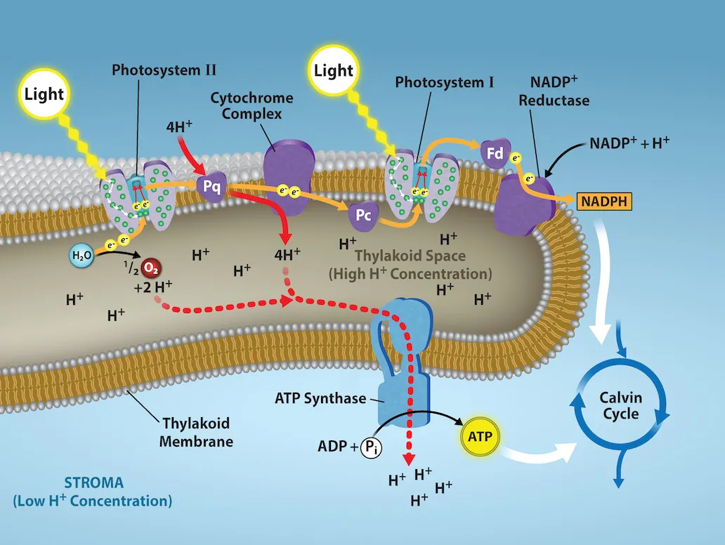 <p>The production of ATP from ADP via the transformation of light energy to chemical energy</p>