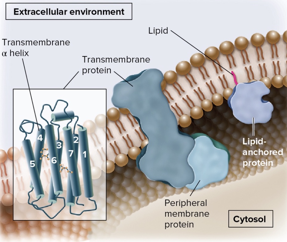<p><span style="font-family: ArialMT">(e.g. transmembrane proteins) penetrate the hydrophobic interior of the lipid bilayer</span></p>