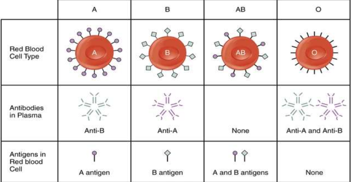 <ul><li><p>B antigens</p></li><li><p>Anti-A antibodies</p></li></ul><p></p>