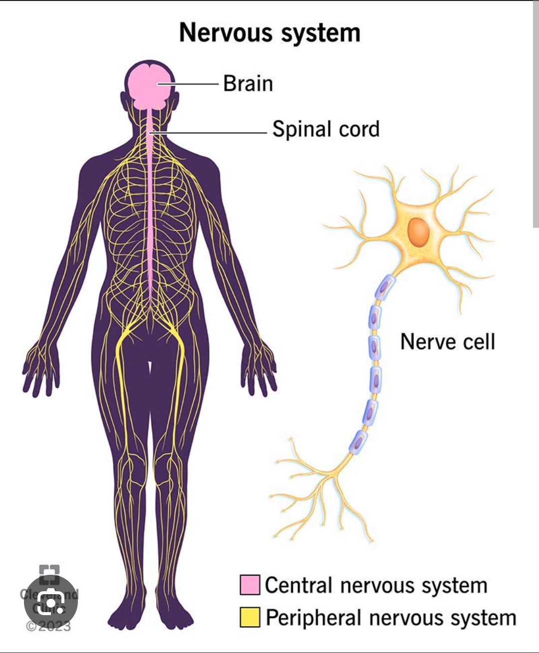 <p>A single nerve cell.</p>