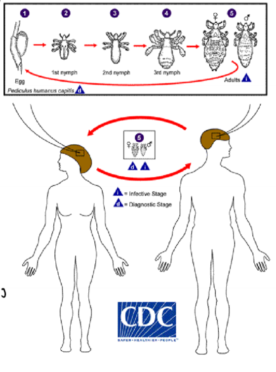 <p>direct or indirectly from fomites; nits are visible, only viable off host for 24 hours; whole life cycle is 16 days so its important to repeat prescriptions every 14-16 days </p>